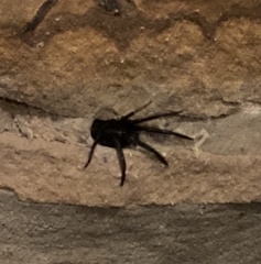 Segestria florentina