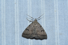 Zanclognatha dentata