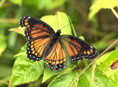 Limenitis arthemis x archippus