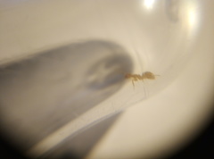 Lasius flavus