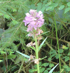 Platanthera grandiflora