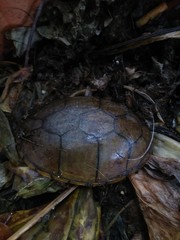 Kinosternon chimalhuaca