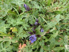 Gentiana septemfida