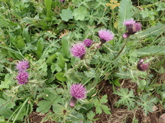 Cirsium simplex