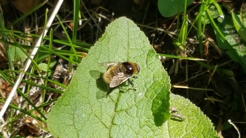Photo of Narcissus Bulb Fly (Merodon equestris)
