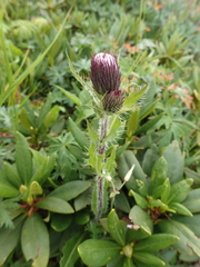 Cirsium simplex