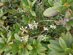 Silene saxatilis