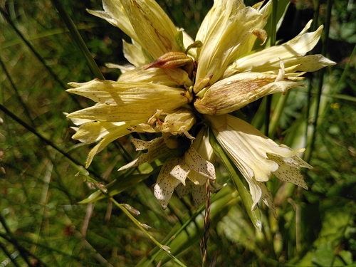 Image of Gentiana burseri by (c) Yves Bas, some rights reserved (CC BY)