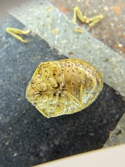 Diolcus irroratus