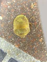 Diolcus irroratus