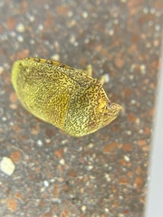 Diolcus irroratus