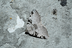 Macaria bitactata