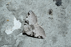 Macaria bitactata