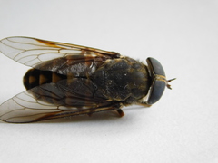 Tabanus bovinus