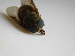Tabanus bovinus