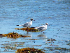 Chroicocephalus ridibundus