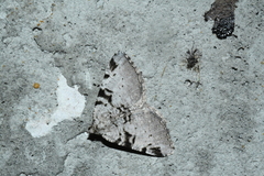 Macaria bitactata