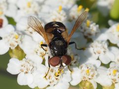 Elomya lateralis