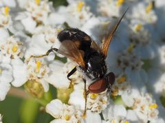 Elomya lateralis