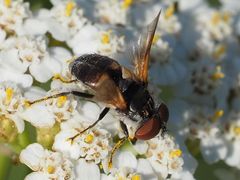 Elomya lateralis