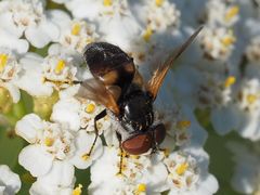 Elomya lateralis