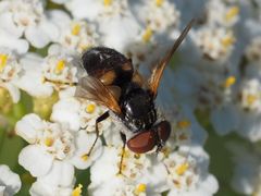 Elomya lateralis
