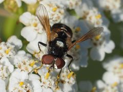 Elomya lateralis