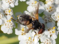 Elomya lateralis