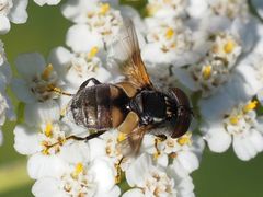 Elomya lateralis