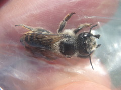 Megachile inermis