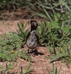 Cercotrichas coryphoeus cinerea