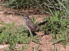 Cercotrichas coryphoeus cinerea
