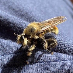 Laphria fernaldi