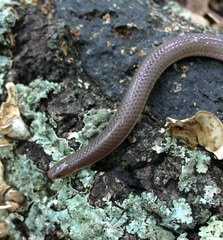 Carphophis amoenus amoenus