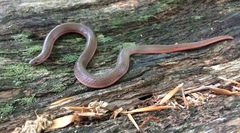 Carphophis amoenus amoenus