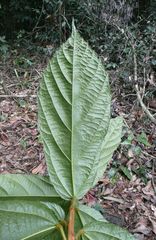 Desplatsia chrysochlamys