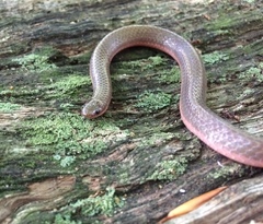 Carphophis amoenus amoenus