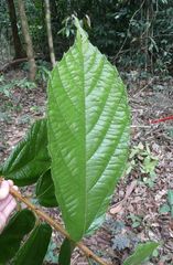 Desplatsia chrysochlamys