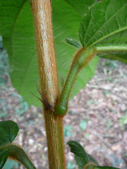 Desplatsia chrysochlamys