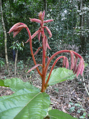 Desplatsia chrysochlamys