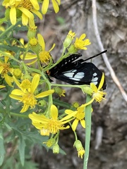 Gnophaela discreta