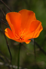 Eschscholzia californica californica