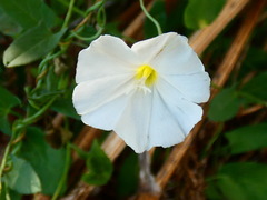 Convolvulus arvensis