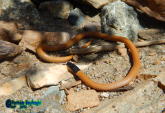 Rhynchocalamus