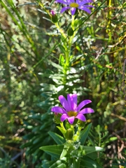 Senecio speciosissimus