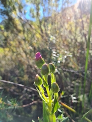 Senecio speciosissimus