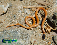Rhynchocalamus