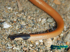 Rhynchocalamus