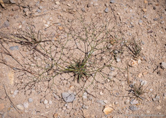 Oxytheca dendroidea dendroidea