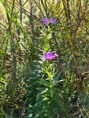 Senecio speciosissimus